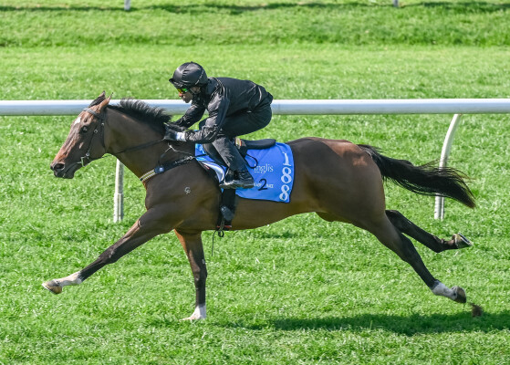 Lot 188: Toronado (IRE) / Baccarat Baby