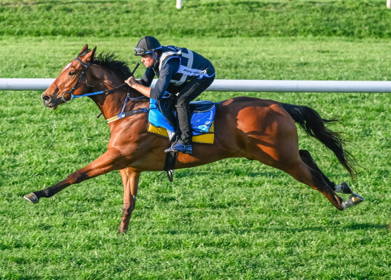 Lot 197: Home Affairs / Buzzards Bay