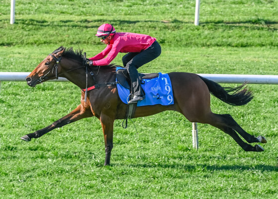 Lot 199: Wild Ruler / Calusa