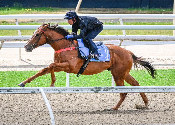 Lot 204: Gold Standard / Chamois Princess