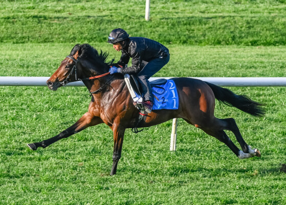 Lot 211: Hellbent / Danesiri