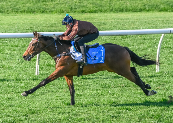 Lot 212: Tagaloa / Dardania