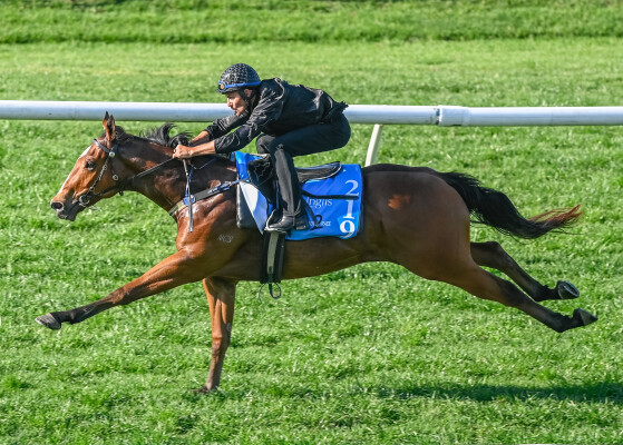 Lot 219: Brutal (NZ) / Don't Doubt Arthur