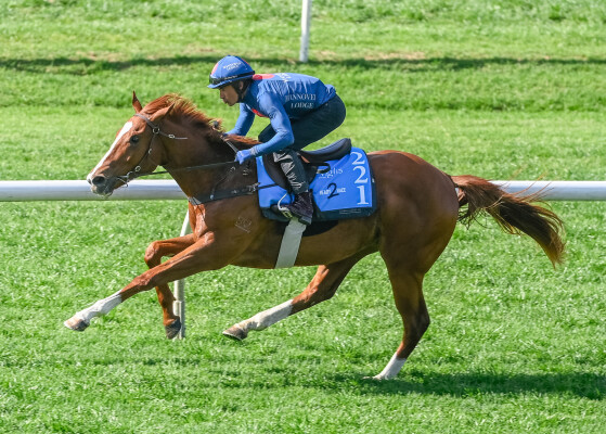 Lot 221: Profiteer / Duchess Dashalot