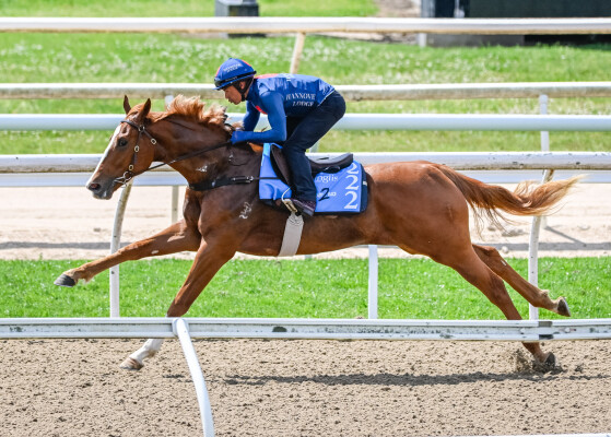 Lot 222: The Autumn Sun / Dynamic Lips (IRE)