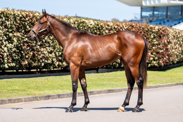 Lot 140: All Too Hard / Stormy Elect (NZ)