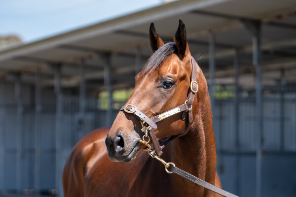 Lot 140: All Too Hard / Stormy Elect (NZ)