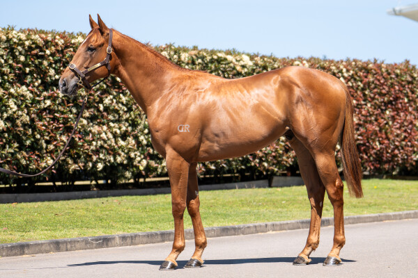 Lot 125: Star Turn / Sevini