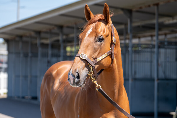 Lot 125: Star Turn / Sevini