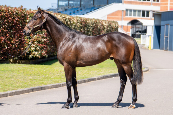 Lot 156: Yes Yes Yes / Victory Tycoon