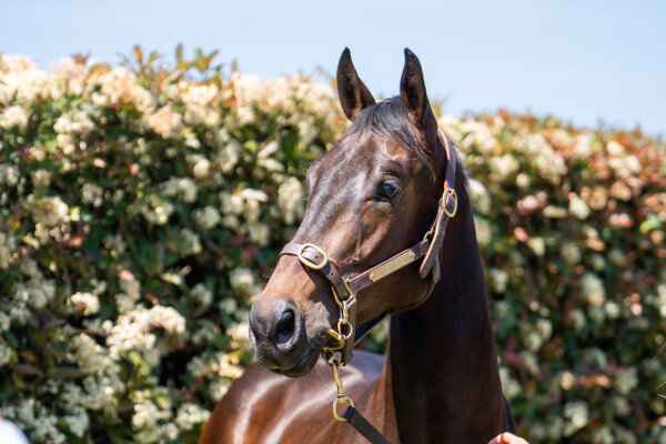 Lot 156: Yes Yes Yes / Victory Tycoon