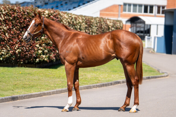 Lot 181: Rubick / Aqueous