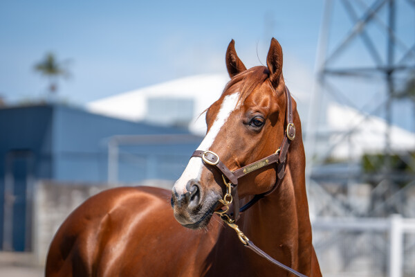 Lot 181: Rubick / Aqueous