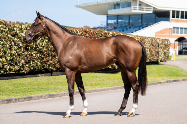 Lot 188: Toronado (IRE) / Baccarat Baby