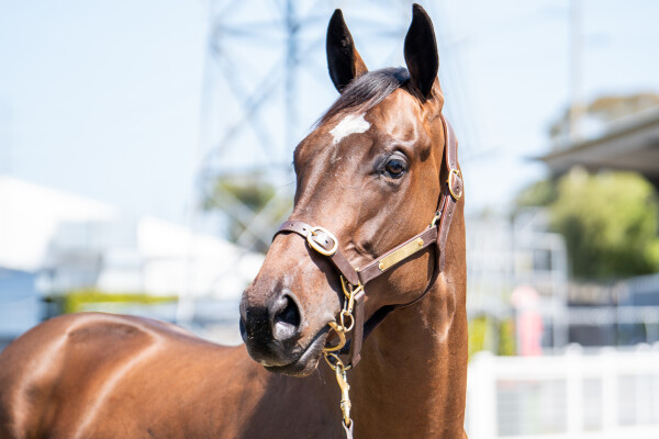 Lot 188: Toronado (IRE) / Baccarat Baby