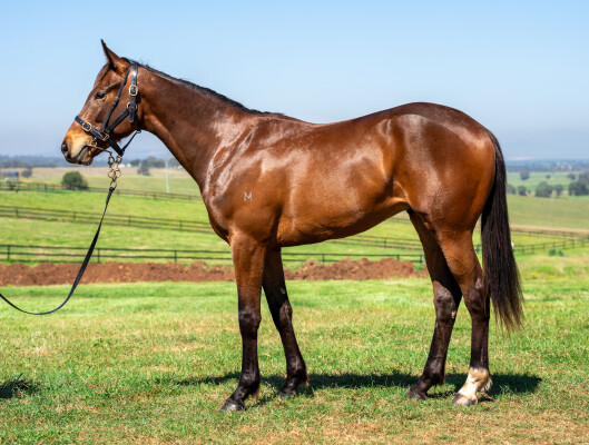 Lot 212: Tagaloa / Dardania