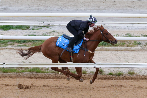 Lot 31: Hanseatic / Highfalutin Gal