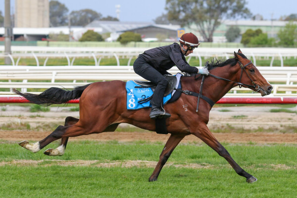 Lot 48: Satono Aladdin (JPN) / Kentucky May (USA)