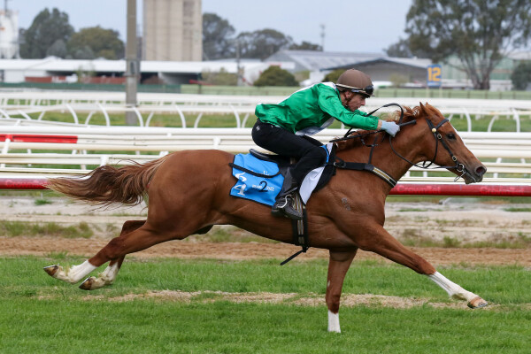 Lot 64: Toronado (IRE) / Maddie Lynn