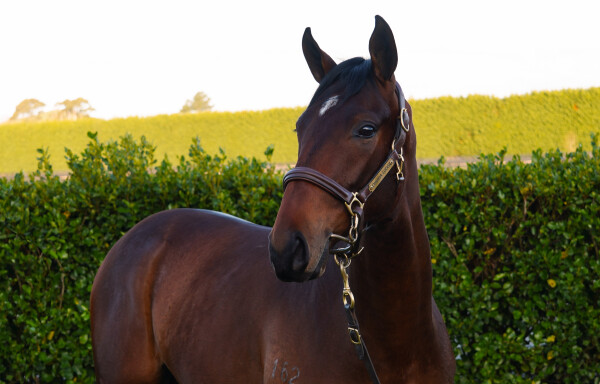 Lot 12: Ardrossan / Exactly Like You (NZ)