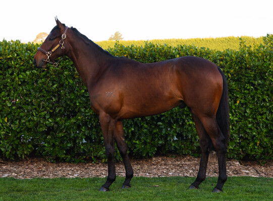 Lot 12: Ardrossan / Exactly Like You (NZ)