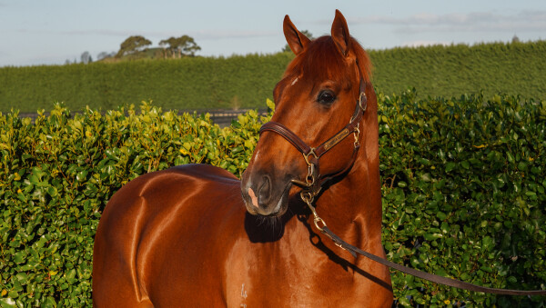 Lot 62: Written By / Lucient