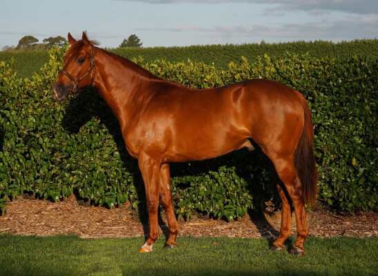 Lot 62: Written By / Lucient