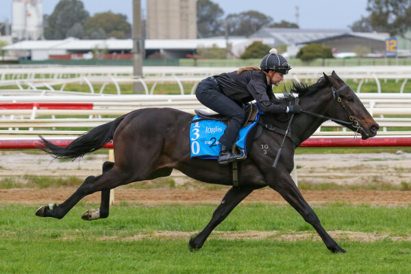 Lot 130: Hellbent / Silky Brown
