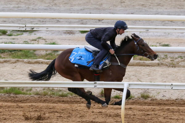 Lot 70: Lean Mean Machine / Midnight Gardener