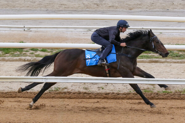 Lot 87: Farnan / One More Tequila