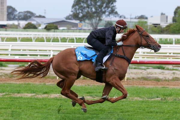 Lot 96: Zoustar / Perfect Gem (NZ)
