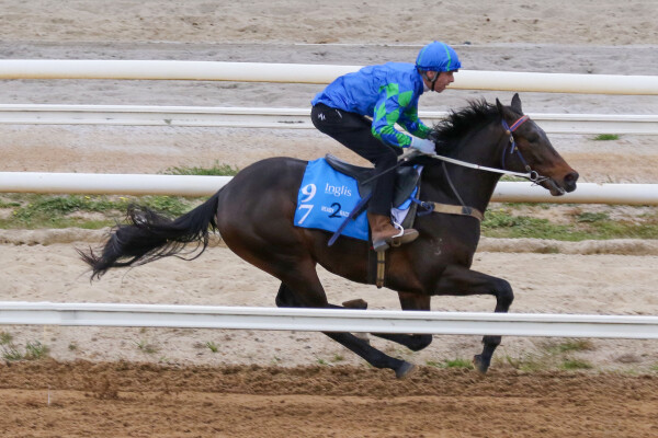 Lot 97: Dundeel (NZ) / Pipiana (NZ)