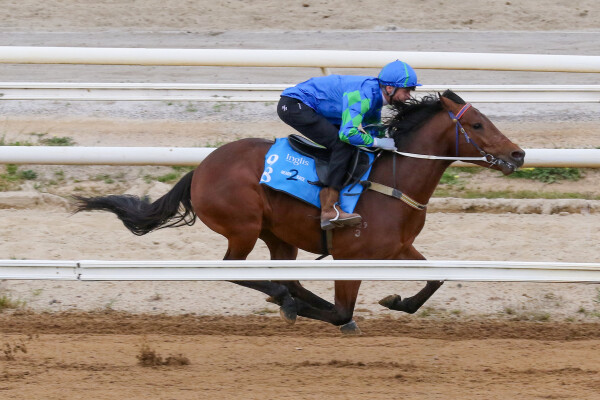 Lot 98: Lucky Vega (IRE) / Pivotal Connection (GB)