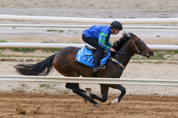 Lot 104: Peltzer / Primadini