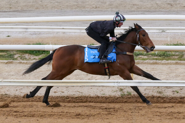 Lot 115: Tagaloa / Rowdy Belle