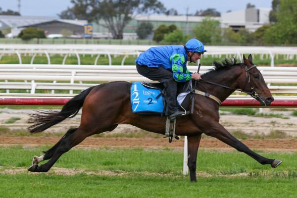 Lot 127: Satono Aladdin (JPN) / Shameless Tart (NZ)