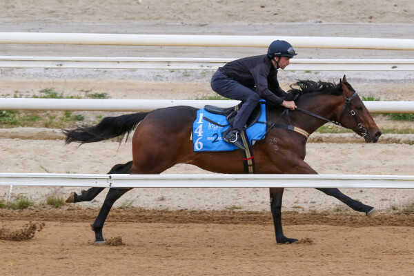 Lot 146: Tassort / Tomelia