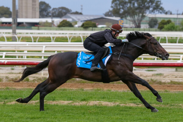 Lot 155: Pinatubo (IRE) / Vain Queen