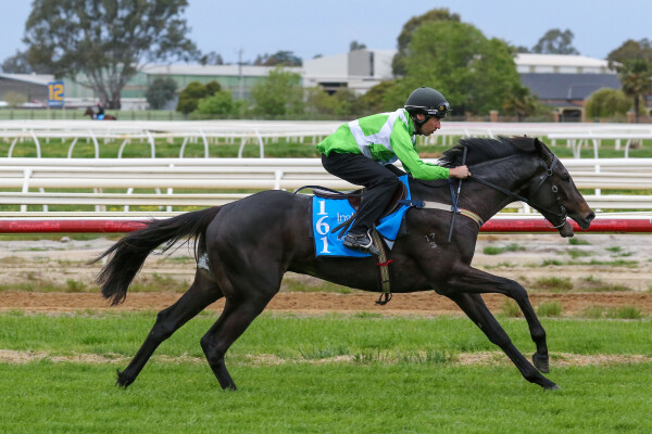 Lot 161: So You Think (NZ) / Waikato River (NZ)