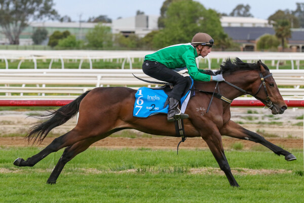 Lot 167: Grunt (NZ) / Yulong Mercury