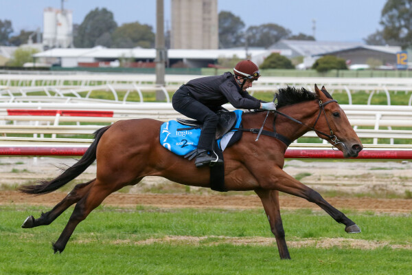 Lot 170: Tagaloa / Acing Shamrock