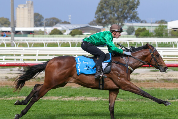 Lot 171: Brave Smash (JPN) / Adamant Lass