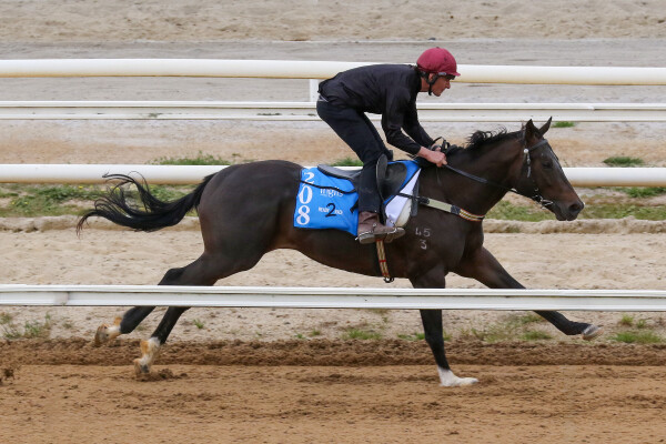 Lot 208: Zousain / Clemency