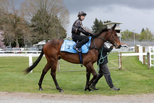 Lot 14: Wooded (IRE) / Flask