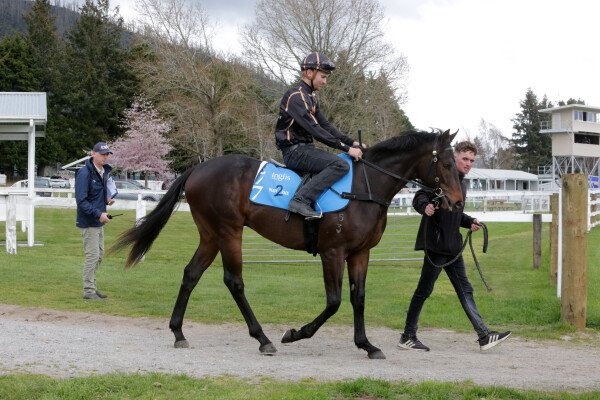 Lot 77: Capitalist / Mitzi