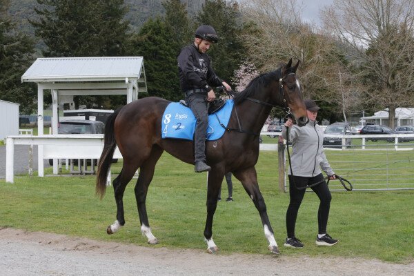 Lot 84: Satono Aladdin (JPN) / No Pushover (NZ)