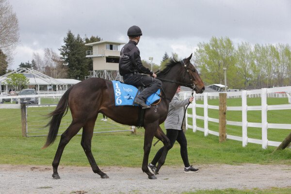 Lot 186: Lucky Vega (IRE) / Ashleigh Rae