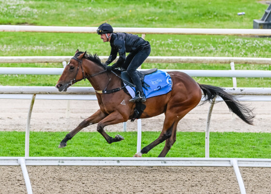 Lot 162: Star Turn / What a Treat