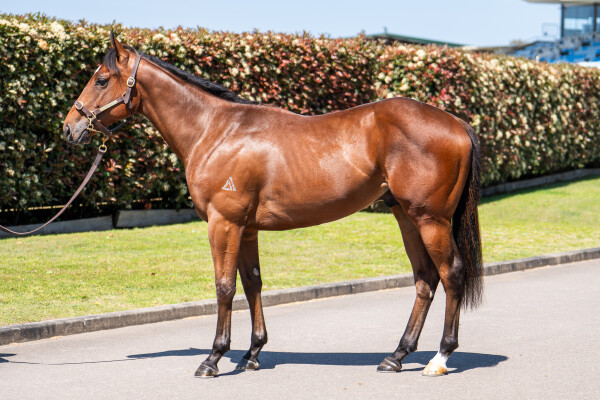 Lot 162: Star Turn / What a Treat