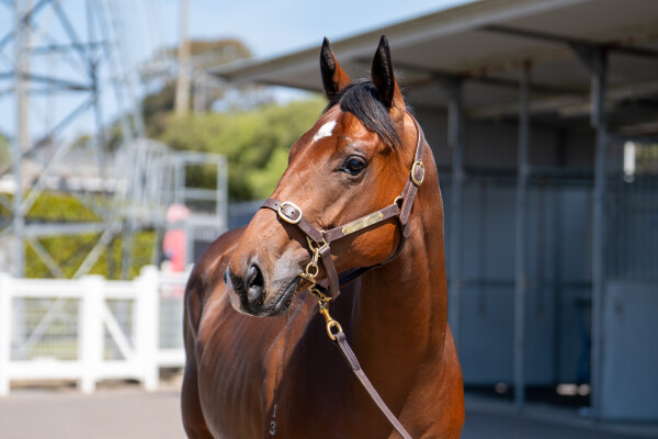 Lot 162: Star Turn / What a Treat